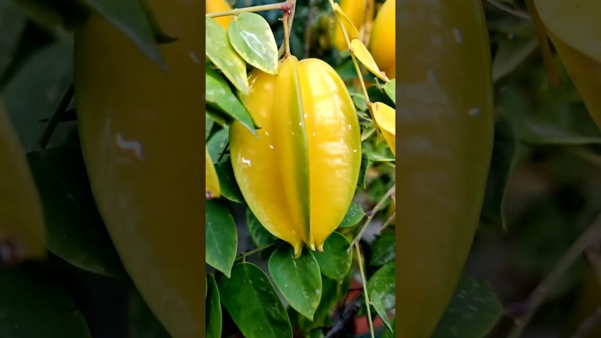 How to Gardener: Tips for A Successful Garden