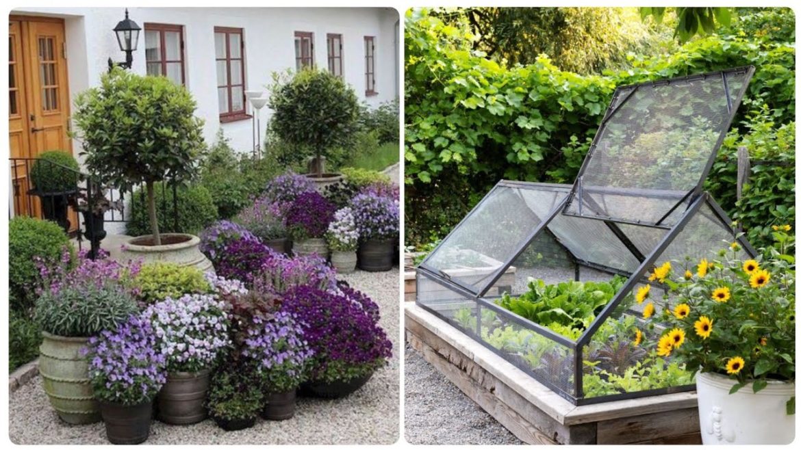 Home Decor Modern Garden Plant Decoration Design Ideas 2023 || Mini Garden Design || Colorful Plants Home Decor Modern Garden Plant Decoration Design Ideas 2023 || Mini Garden Design || Colorful Plants