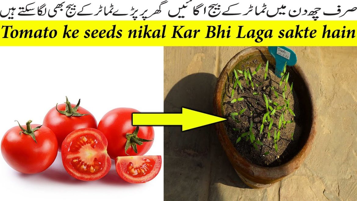 Tomato ke seeds ko 6 din mein Aage hindi/urdu Tomato ke seeds ko 6 din mein Aage hindi/urdu