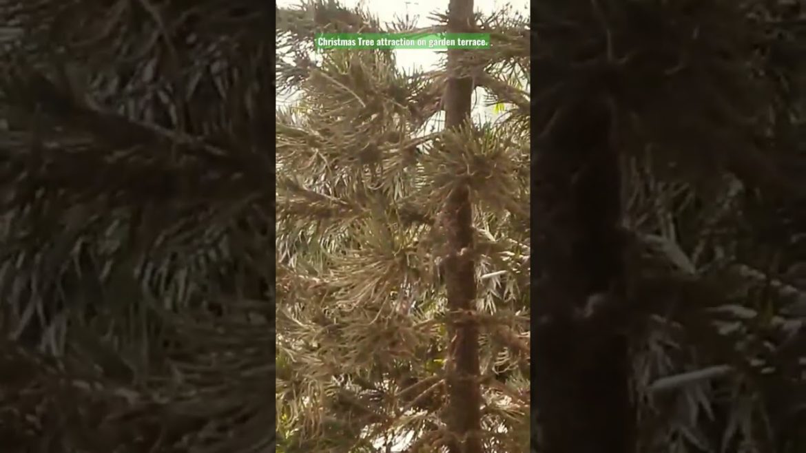 Christmas Tree on Garden terrace. #viral #viralvideo #design #gardening #shorts.