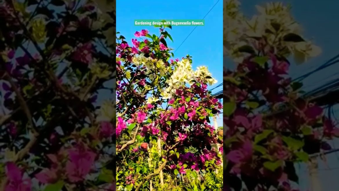Gardening design with Bugenvaelia flowers tree. #gardening #design #bugenvile #flowers #shorts.