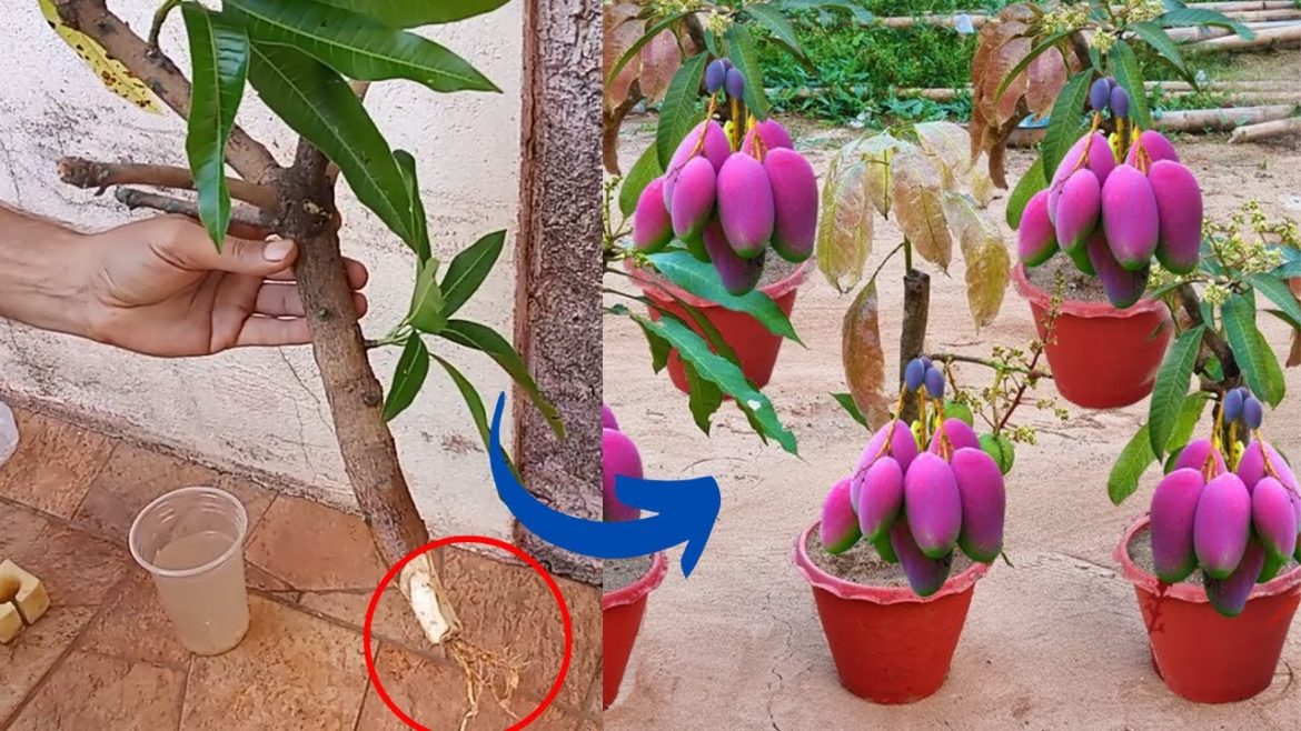 HOW TO GROW MANGO USING POTATOES – easy and successful technique HOW TO GROW MANGO USING POTATOES - easy and successful technique