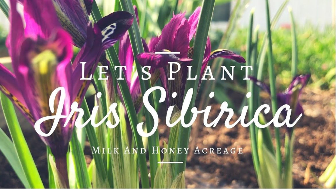 How To Grow Siberian Irises (Iris Siberica) Easy Gardening Tips