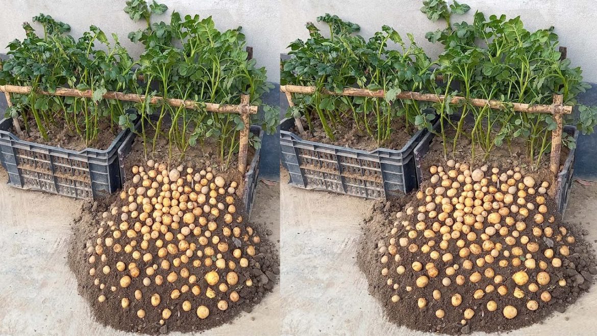 What A Surprise When Growing Potatoes In A Plastic Container, The Tubers Are Big And A Lot