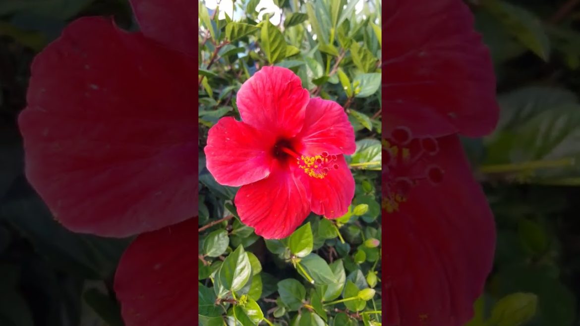 How to Gardener: Tips for A Successful Garden