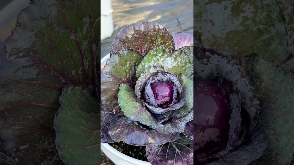 Red Cabbage Photo Shoot #cabbage #gardening #GWDXM