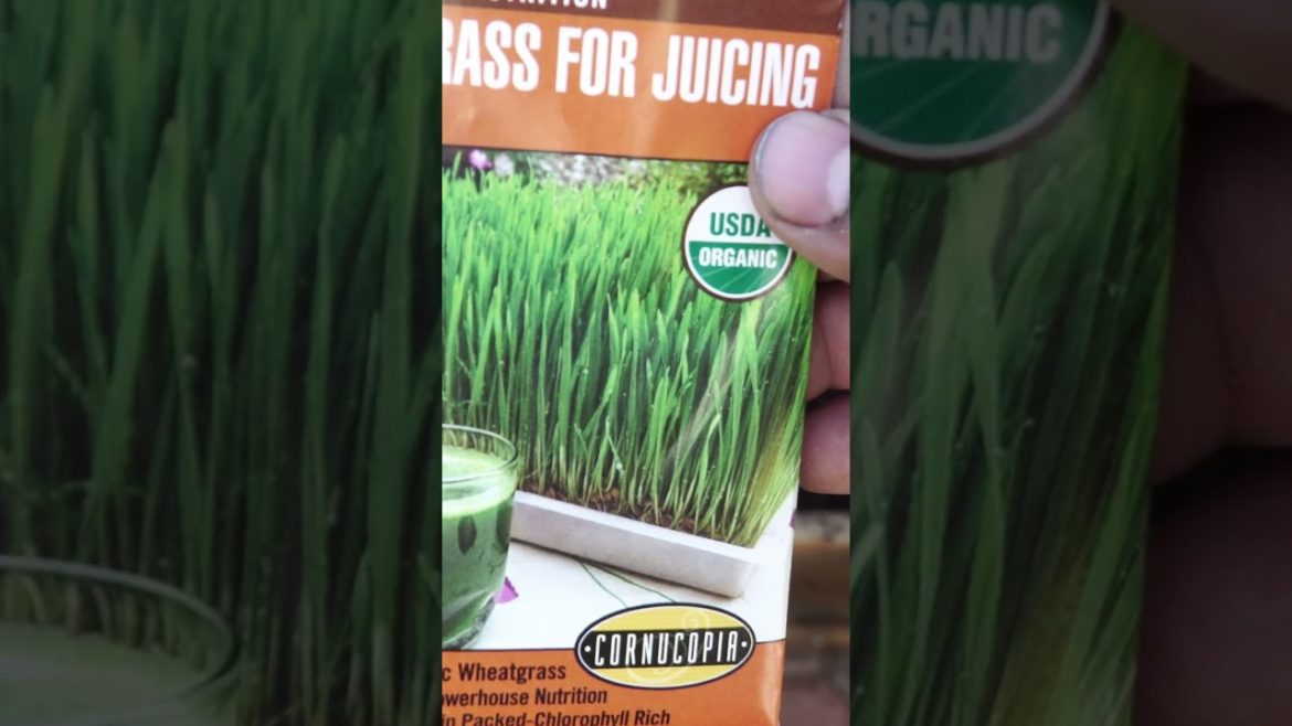 California Gardening: Growing Wheatgrass Microgreens + Recipe #shorts Growing Wheatgrass Microgreens + Recipe #shorts