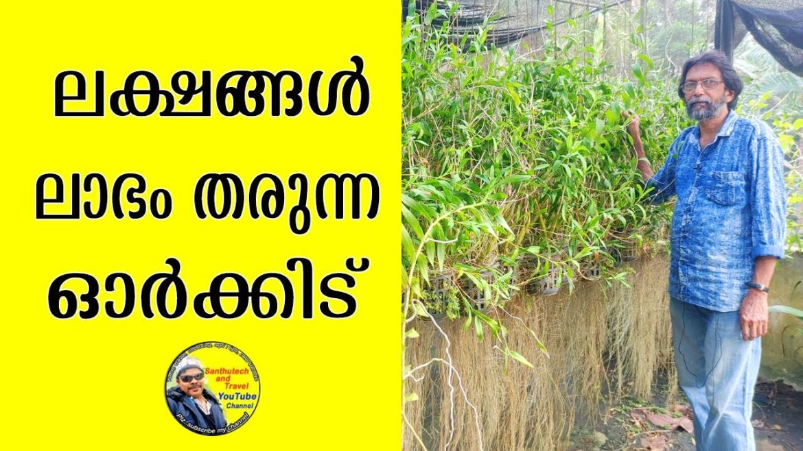 ലക്ഷങ്ങൾ ഉണ്ടാക്കാൻ ഓർക്കിട് | #orchid #malayalam #kerala #youtube #farming #gardening #garden