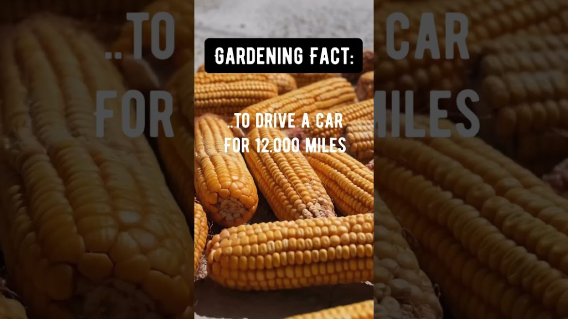 Did you know this about Corn #gardeningfacts Did you know this about Corn #gardeningfacts