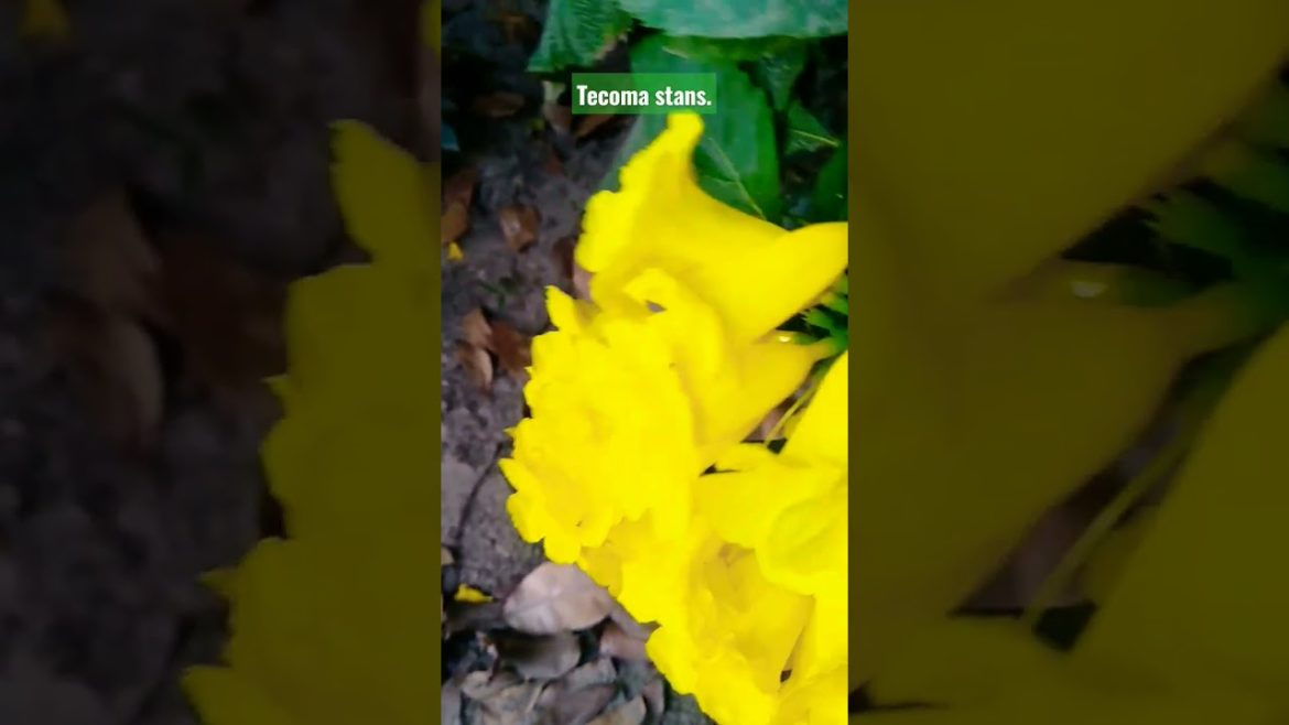 Flowers Garden Tecoma Stan's. Garden design ideas. #gardening #design #viral #shortsvideo #shorts . Flowers Garden Tecoma Stan's. Garden design ideas. #gardening #design #viral #shortsvideo #shorts .