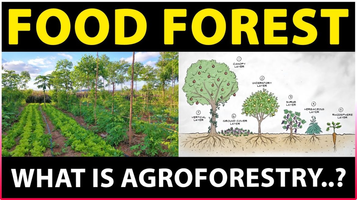 Food Forest | What is Agroforestry? | Permaculture / Natural Farming Food Forest | What is Agroforestry? | Permaculture / Natural Farming