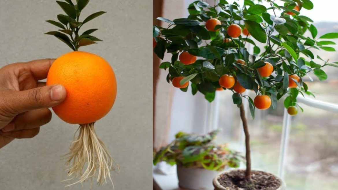 SECRET TECHNIQUE ON HOW TO PLANT ORANGE AND HARVEST TASTY FRUITS IN NO TIME - diy garden ideas