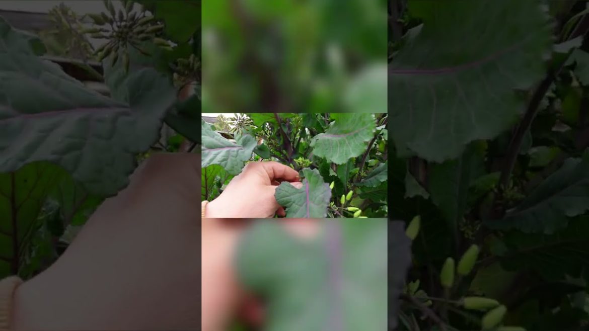 If you see THIS happening to your PURPLE TREE COLLARDS you're in LUCK! #shorts