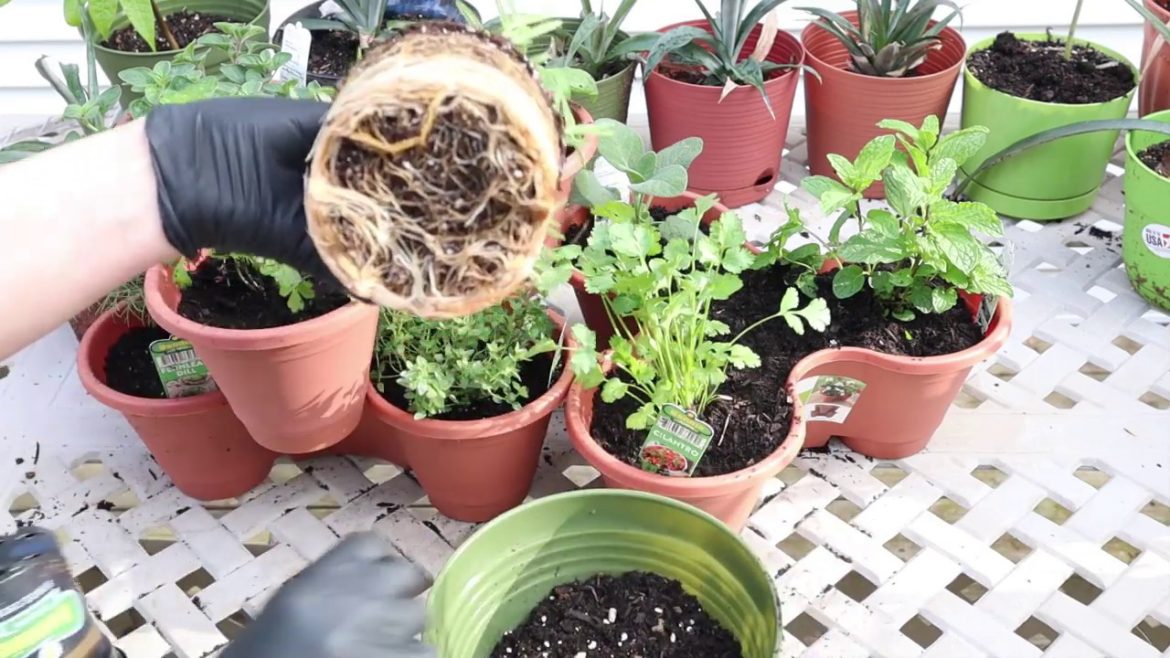 Dollar Tree DIY - Planting My Herb Container Garden