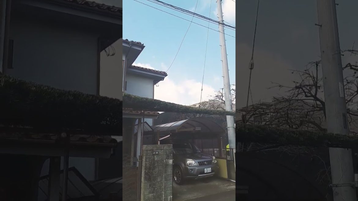 Japanese interesting tree