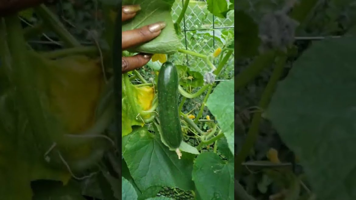 How to Gardener: Tips for A Successful Garden