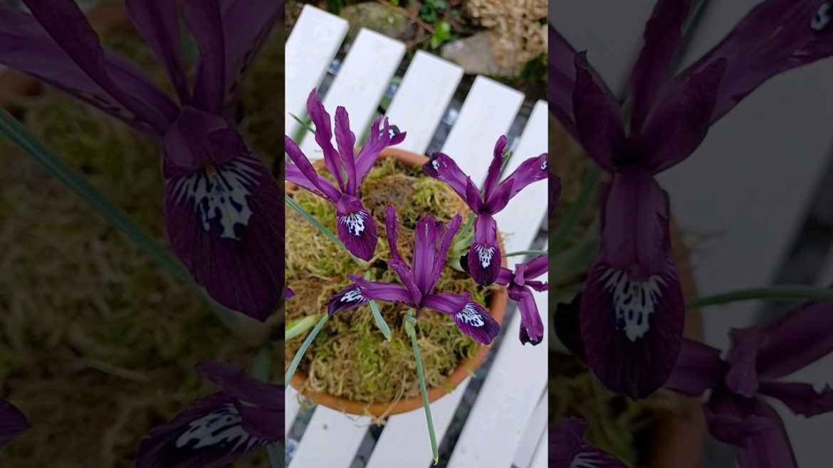 Iris reticulata 'Pauline' | February Flowers | Winter Plants | Container Gardening