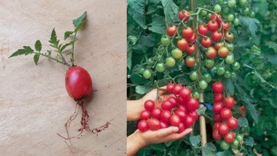 🍅🍒 UNIQUE METHOD TO GROW GIANT CHERRY TOMATOES🍒 - very easy