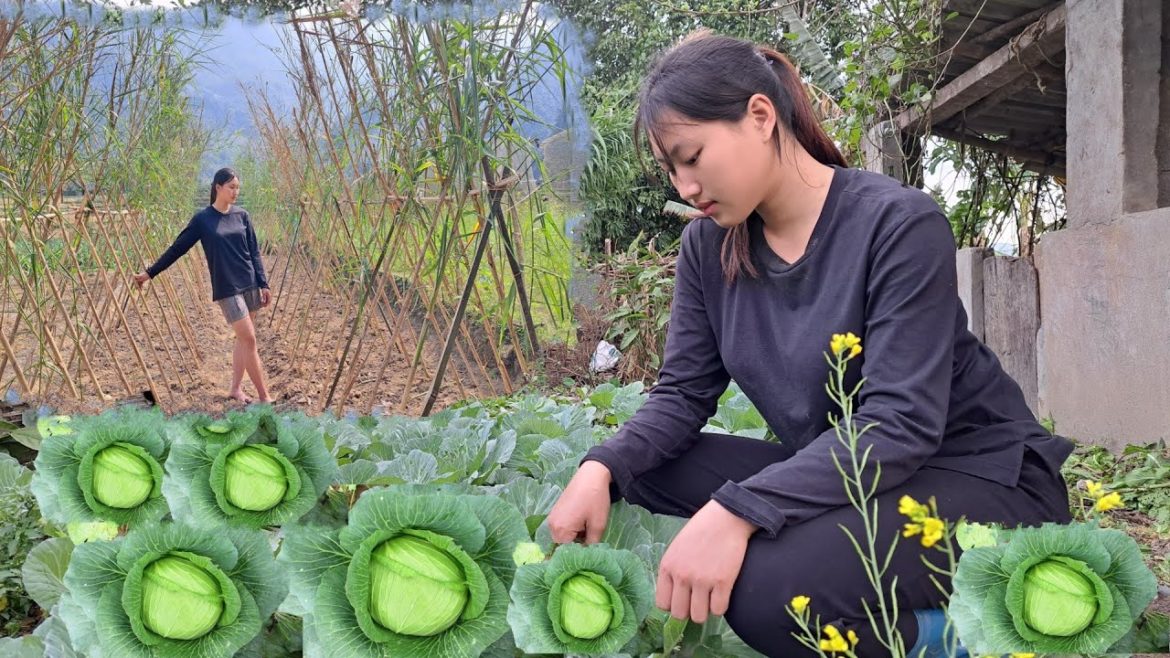 Full Video 30 Days : Harvest Vegetable, Gardening, Vegetable Growing, Crop Care, Live With Nature