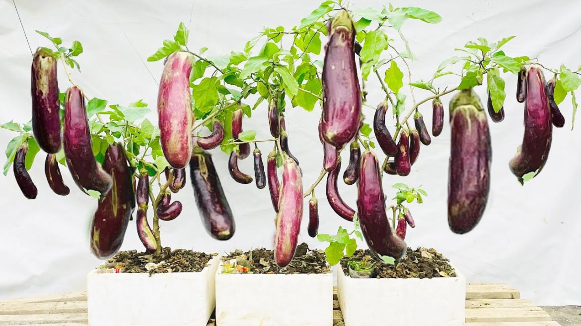 Growing super fruitful eggplant at home very high yields, surprisingly easy