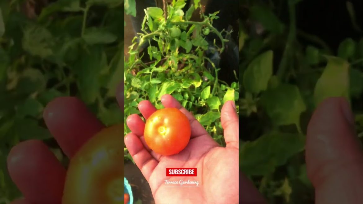 Harvesting Vegetables from our Terrace Garden | Natural Rural Life | Urban Gardening #terracegarden Harvesting Vegetables from our Terrace Garden | Natural Rural Life | Urban Gardening #terracegarden