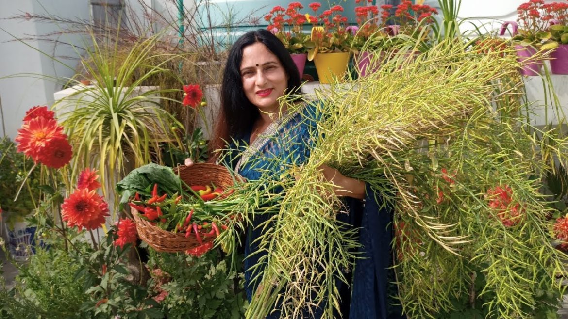 Harvesting from terrace | Gardening tips Rashmi's World – Create to Decorate Harvesting from terrace | Gardening tips Rashmi's World - Create to Decorate