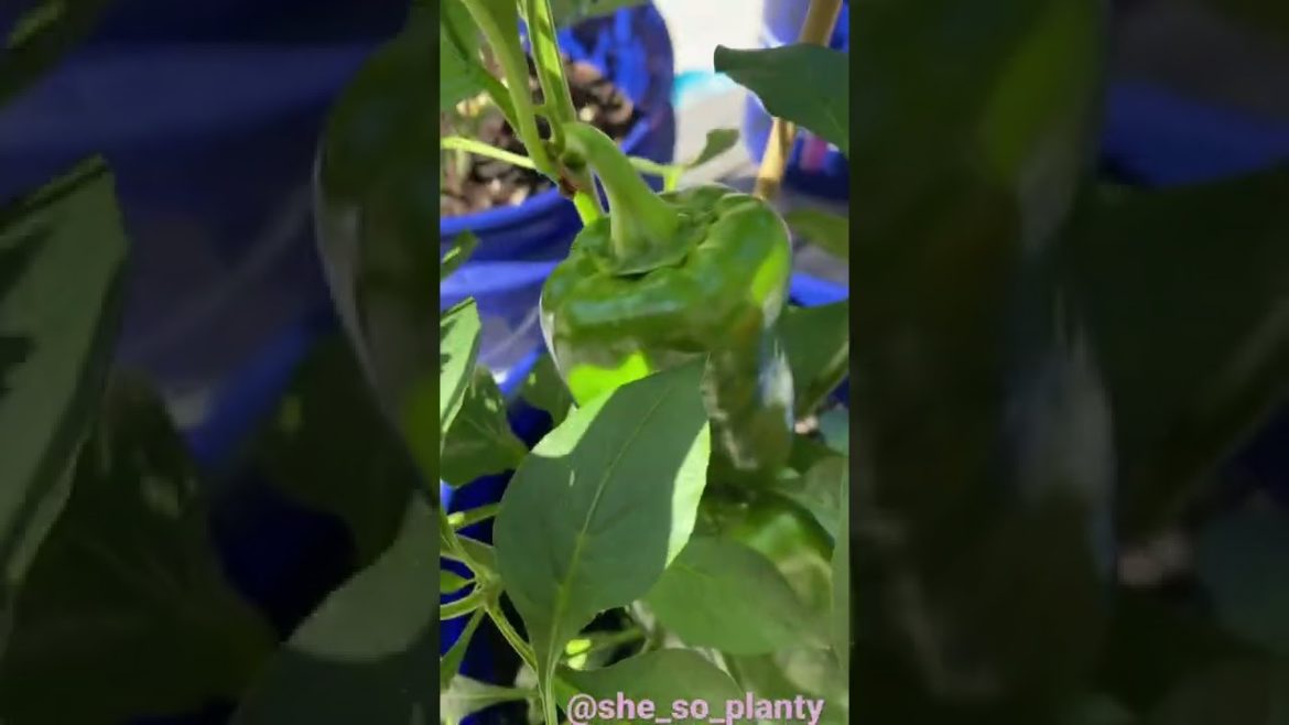 Small backyard container garden