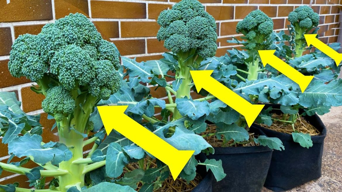 Growing Broccoli from Seed to Harvest in Container Garden
