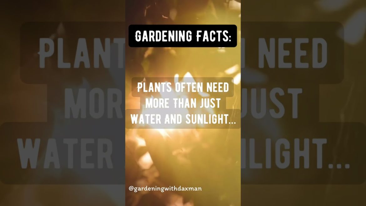 Garden Sunlight #gardeningfacts #shorts Garden Sunlight #gardeningfacts #shorts