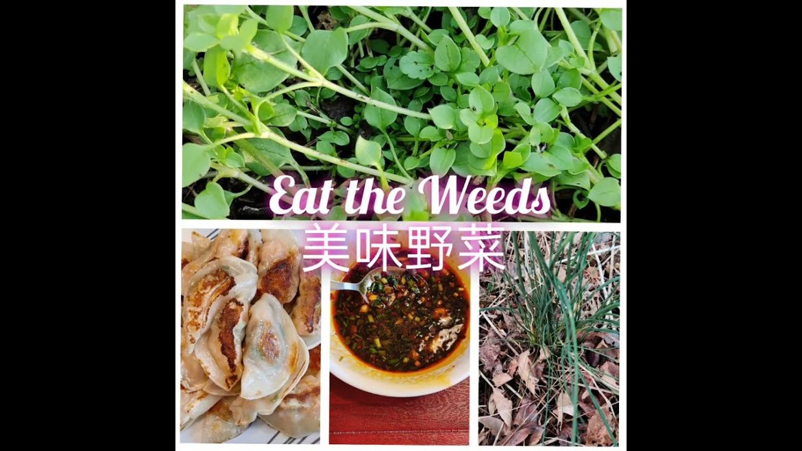 野菜馄饨|饺子 （中文字幕）Edible weeds dumplings. Chickweed. Wild onion. 繁缕/鹅藤草/野葱。