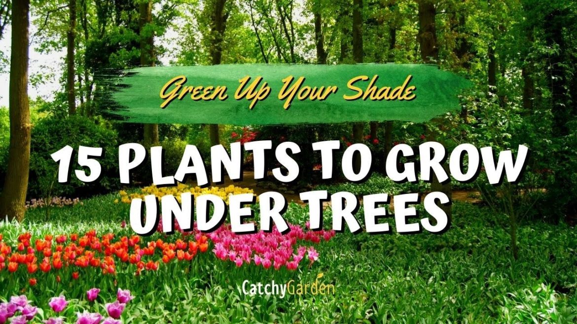 Green Up Your Shade: 15 Plants to Grow Under Trees π³π·π // Garden Tips Green Up Your Shade: 15 Plants to Grow Under Trees π³π·π // Garden Tips