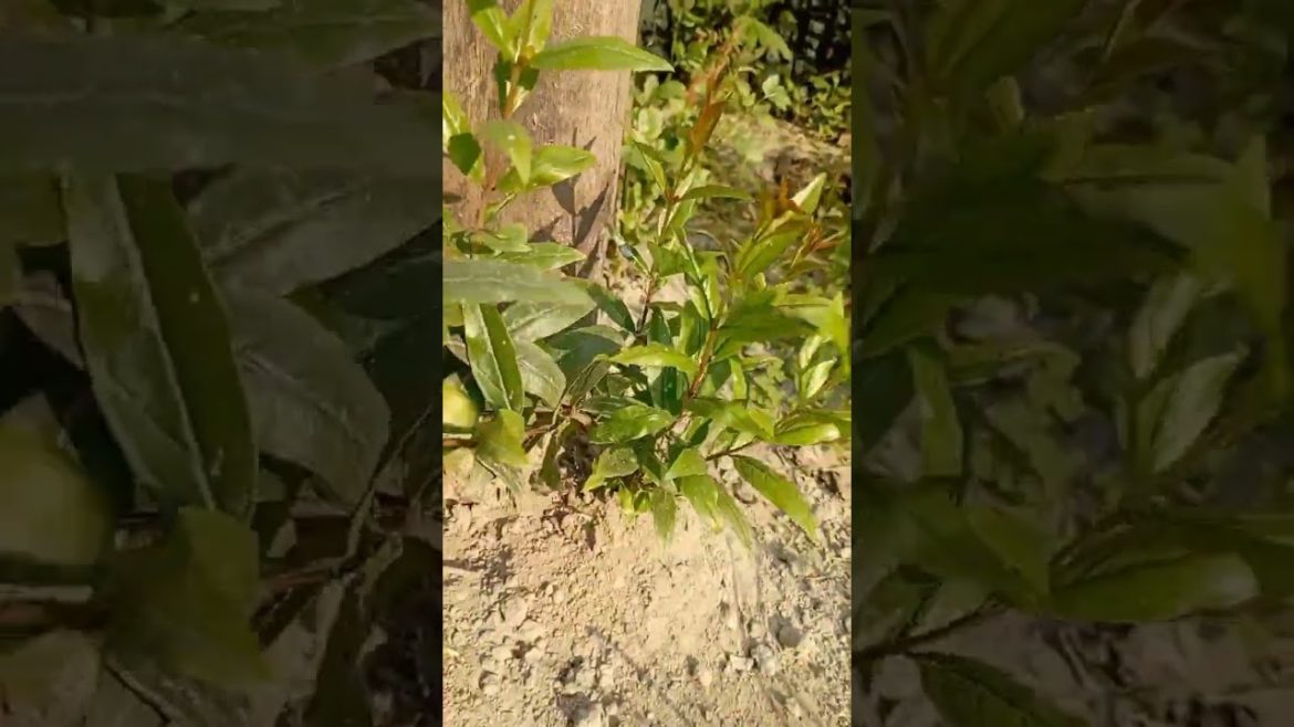 100 Patio Design Ideas 2023 Backyard Garden Landscaping ideas| House Exterior Rooftop Pergola P8