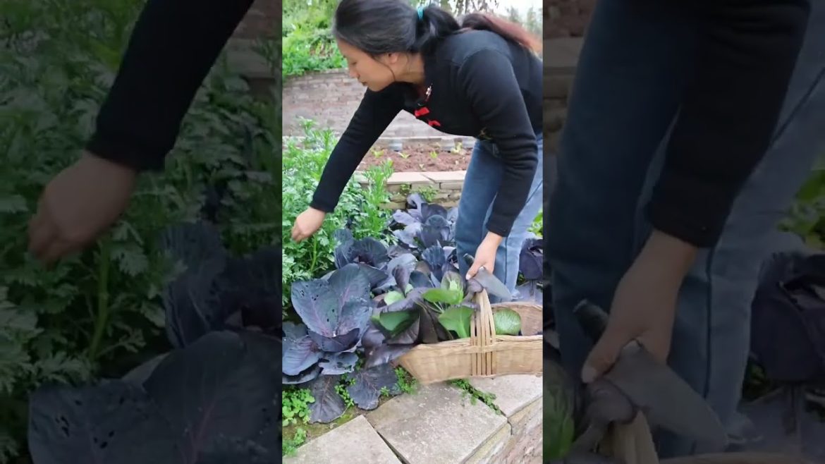 Beautiful Nature with Rural Life (P150) - Picking fresh vegetables