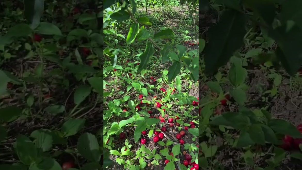 How to Gardener: Tips for A Successful Garden