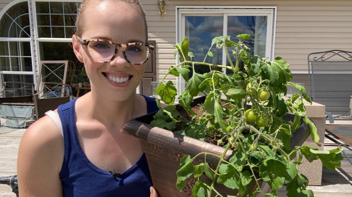 Starting A Container Garden: Planting A Tumbling Tom Tomato 🍅 | Simply Bloom