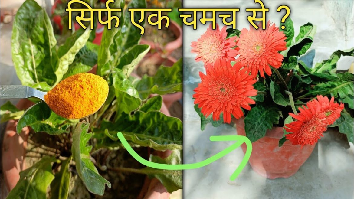 Gerbera Flower Plant Me Flower Kai Se Laye // Home Garden Tips // #gerbera #flower #gerberaflower