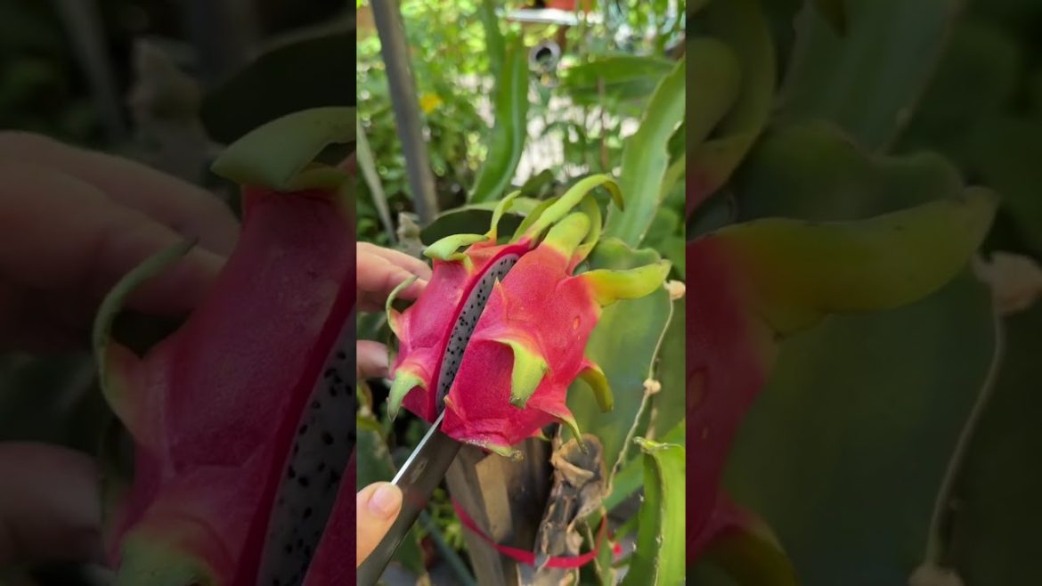 Dragon Fruit White Heart 🍉 #shorts #satisfying #fruitcutting #food