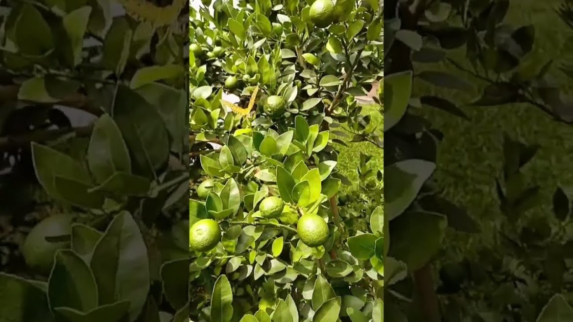 How to Gardener: Tips for A Successful Garden