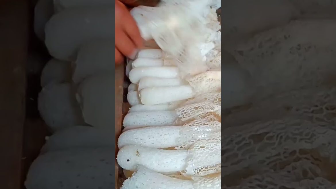 Bamboo Mushrooms harvest #shorts #gardening #harvest