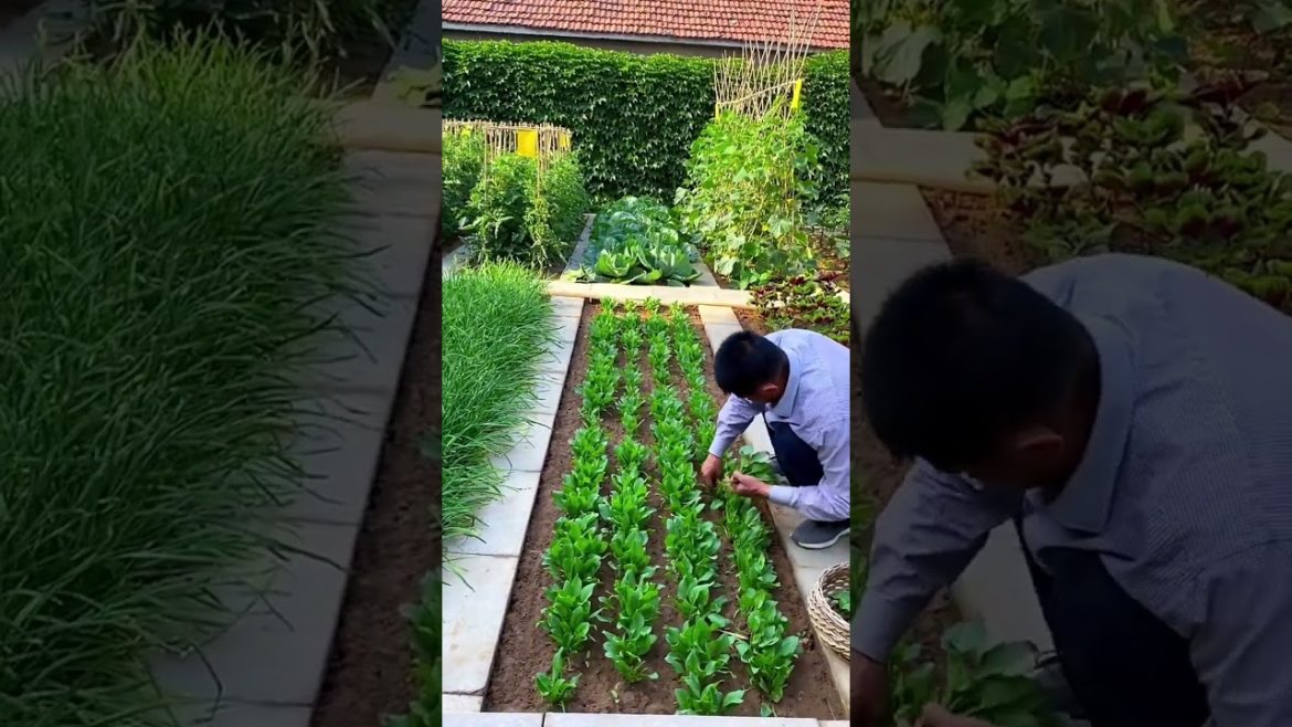 happened with garden at home happened with garden at home