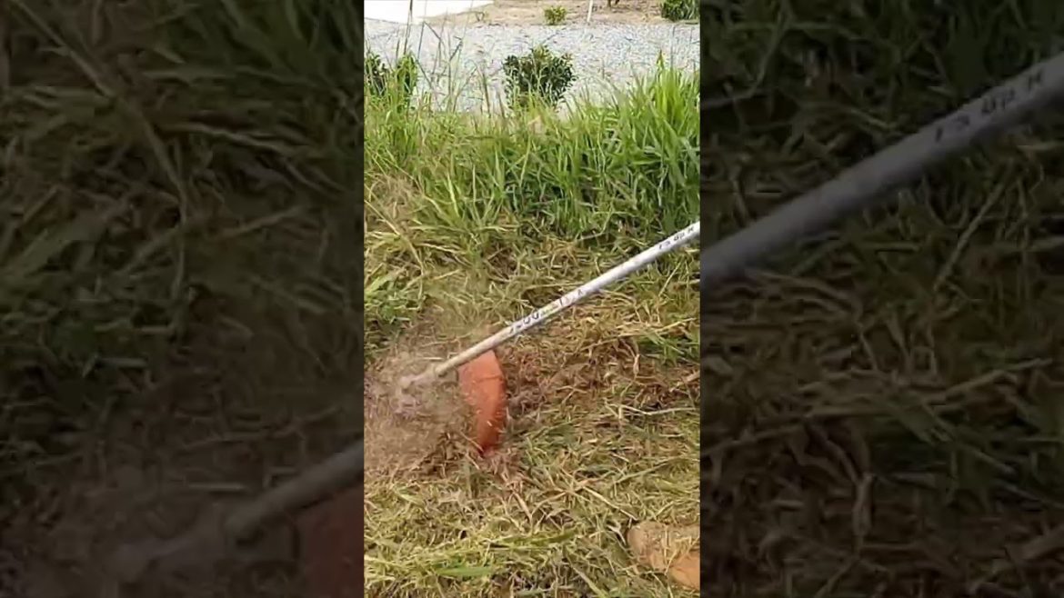 Front Yard Rescue #shorts