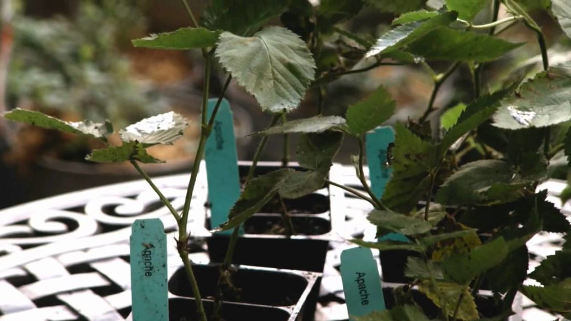 Container Garden: How To Plant Blackberries
