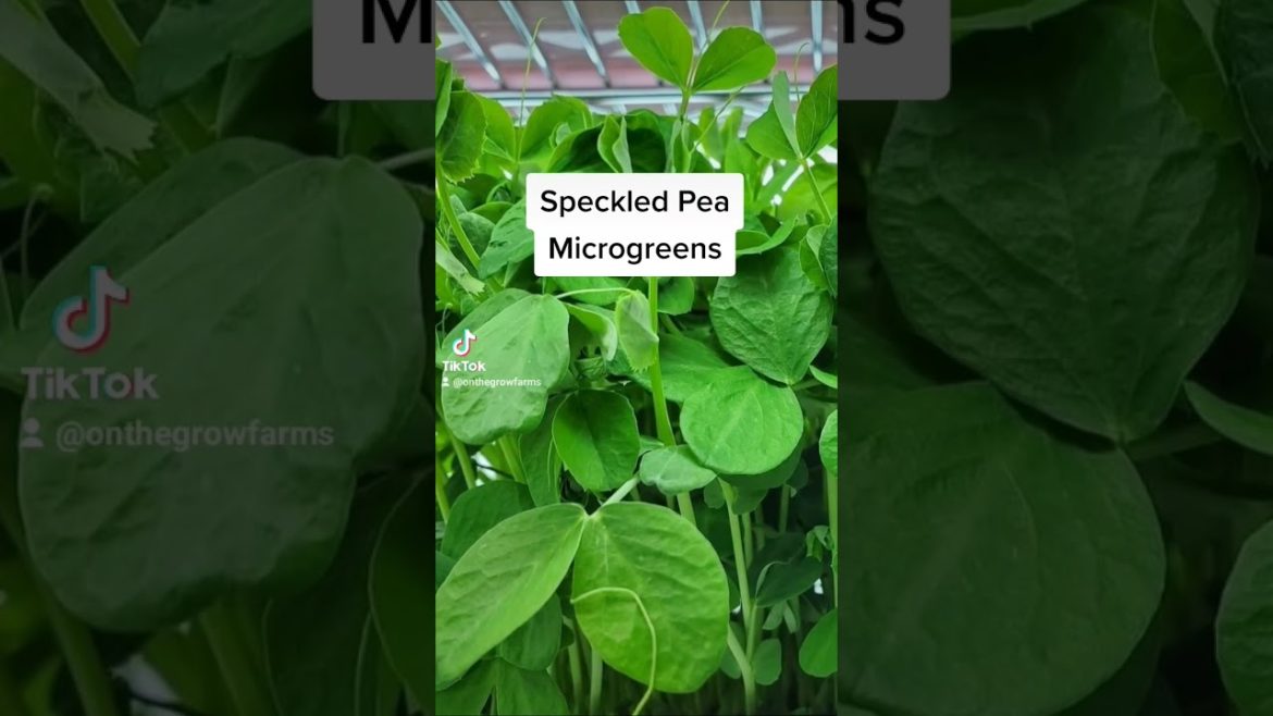 Top 4 Favorite Pea Microgreens to grow 2023 #gardening #shorts