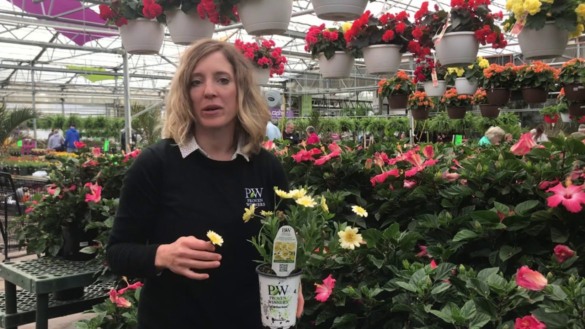 Container Gardening Thriller, Filler, & Spiller Picks