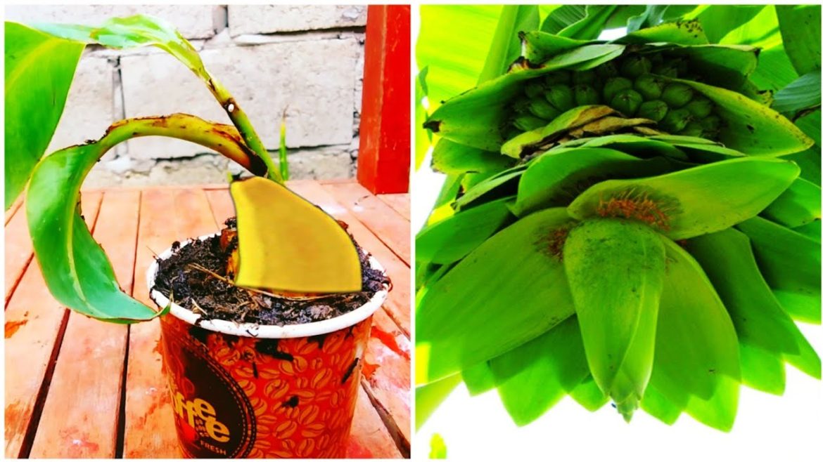 how to grow banana tree from banana fruits