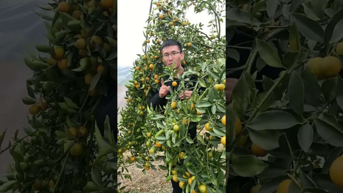 High Quality Cane agricultural Product | For Supply  Sugarcane Enterprise #Shorts23