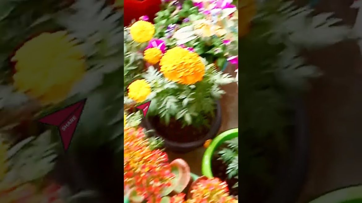#photography #flowers #trending #viral #new #foryou #ytshorts #shortvideo #shorts  #youtubeshorts
