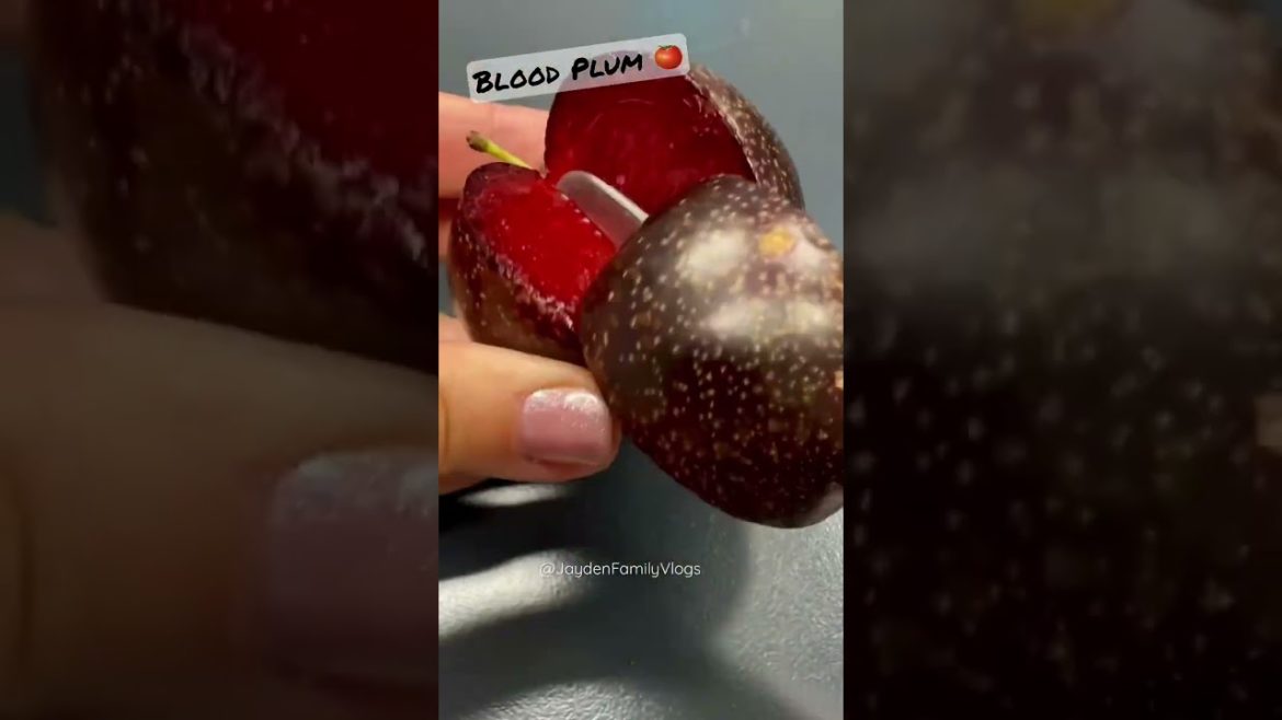 SATSUMA Blood PLUM π
π± #shorts #satisfying #fruitcutting #food #youtubeshorts #japan SATSUMA Blood PLUM π
π± #shorts #satisfying #fruitcutting #food #youtubeshorts #japan
