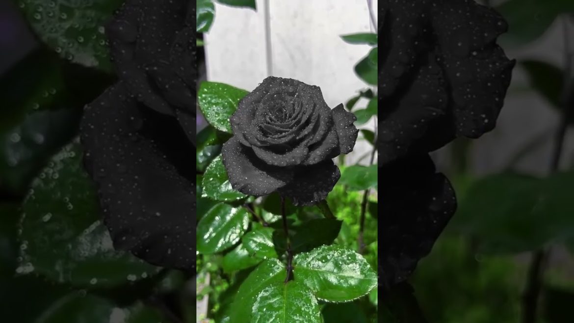 How to Gardener: Tips for A Successful Garden