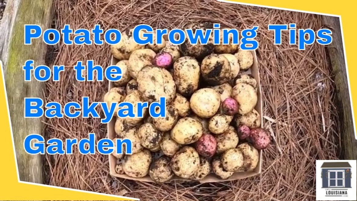 Potato Growing Tips for the the Backyard Garden Potato Growing Tips for the the Backyard Garden
